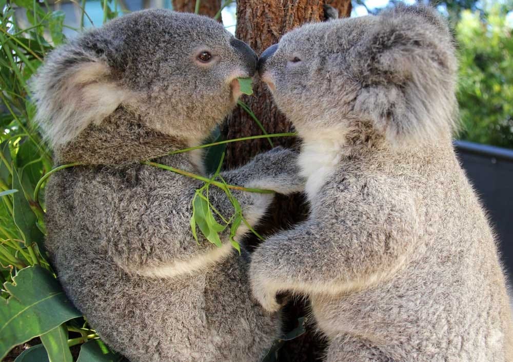 qué comen los koalas fotografía de dos koalas dándose un beso